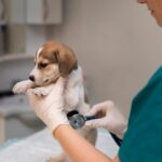 Top 10 Tierkliniken in Berlin