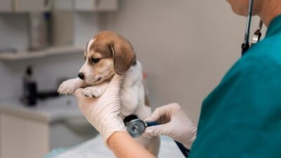 Top 10 Tierkliniken in Berlin
