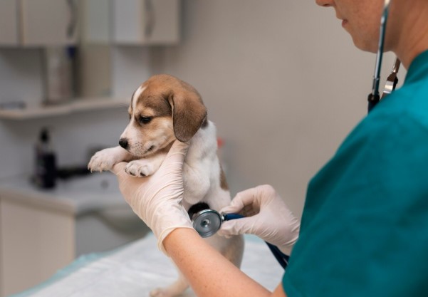 Top 10 Tierkliniken in Berlin