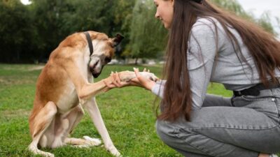 Die 10 besten Hundeschulen in Berlin